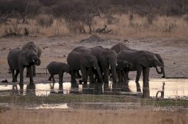 Kekeringan Parah, 55 Gajah Mati Kelaparan di Zimbabwe
