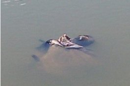 Mayat Terlilit Sarung Mengapung di Saluran Irigasi Palopo