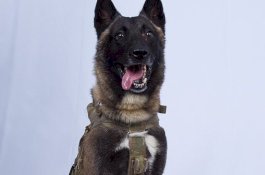 Inilah Anjing yang Kejar Baghdadi Sampai ke Terowongan, Terluka Parah Akibat Ledakan