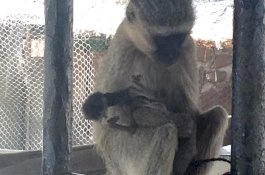 Kasian, Monyet ini Peluk Anaknya Sudah Mati Sampai 10 Hari