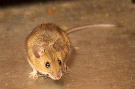 Cari Tikus, Wanita Tua yang Tinggal Sendirian Ditemukan Meninggal di Belakang Dapur