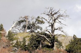 Ilmuwan Berupaya Lindungi Pohon Tertua di Eropa yang Busia 1.230 Tahun