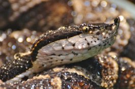 Petani Panik Potong Jari Usai Digigit Ular, Ternyata Tidak Berbisa