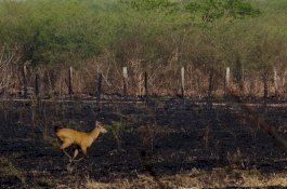 Kebakaran Hutan Hebat Landa Pantanal Brasil
