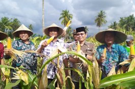 Bupati Barru: Jagung Kuning Bernilai Ekonomis