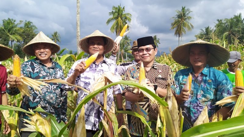 Bupati Barru, Suardi Saleh (Kedua kiri), saat memanen jagung kuning.