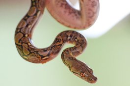 Seorang Wanita Ditemukan Tewas di Rumah, Ada Ular Piton Melilit Lehernya