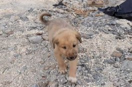 Anak Anjing Yatim Diselamatkan dari Puing-puing Persembunyian Baghdadi