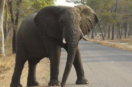 Gajah Mati Karena Kelelahan Mengangkut Wisatawan