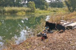 Anjing Ini Setia Duduk sambil Merintih di Tepi Kolam Tempat Majikannya Meninggal