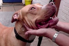 Anjing Diselamatkan Setelah Diperkosa Manusia Sampai Ususnya Keluar