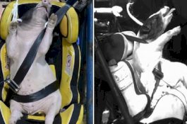 Gunakan Babi Jadi Objek Uji Kecepatan, Ilmuan Dapat Kecaman