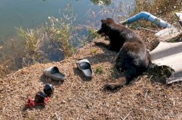 Anjingnya Menunggu di Tepi Sungai, Majikannya Ternyata Tewas Tenggelam