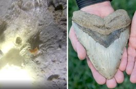 Gigi Hiu Purba Megalodon Ditemukan di Teluk Meksiko