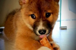 Wanita ini Adopsi Anak Anjing yang Dijatuhkan Elang, Ternyata itu Bukan Anjing atau Serigala