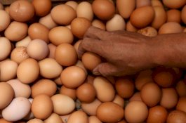 Pria Ini Tewas karena Makan Telur Berlebihan