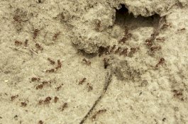 1 Juta Semut Kanibal Ditemukan di Bunker Nuklir Era Soviet di Polandia