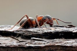 Ilmuan Temukan Koloni Semut di Bunker Nuklir Soviet