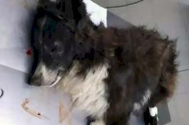 Lindungi Pemiliknya dari Perampok, Anjing ini Terluka Parah Akibat Tembakan