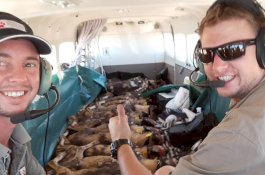 Lihat! 15 Anjing Liar Berbaring Rapi di Pesawat Selama Penerbangan 7 Jam