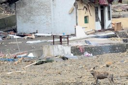 Dibuang Dalam Kantong Plastik, Bayi 'Habis' Dimakan Anjing Liar