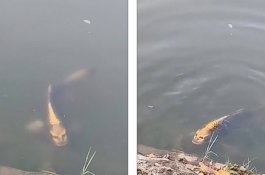 Video Ikan Mas Berwajah Manusia Viral di Media Sosial China