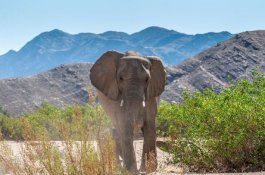 Lagi Berkemah, Turis Tewas Diserang Gajah