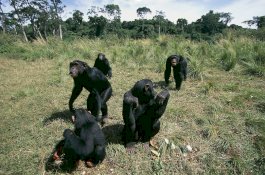 Habitatnya Menyusut, Simpanse Culik dan Bunuh Anak Kecil di Uganda