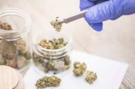 Uji Efek Medis, 20 Ribu Pasien di Inggris Bakal Diberi Ganja