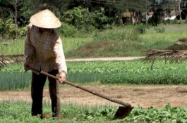 Indonesia Impor Cangkul Rp4,6 Miliar dari China, Presiden Jokowi Tidak Tahu