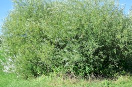 Ikut Orang Tua ke Resepsi Pernikahan, Gadis Ini Ditemukan Jadi Mayat di Semak-Semak