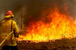 Kebakaran di Australia Bagian Timur, 350 Koala Terancam Jadi Korban