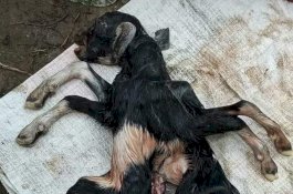 Heboh Kambing Berkaki 8 di Aceh