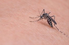 Langka, Pria Ini Kena DBD Usai Hubungan Intim