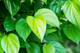 7 Manfaat Daun Sirih, Salah Satunya Mengobati Disfungsi Ereksi