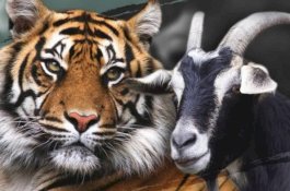 Kisah Mengharukan, Kambing Pemberani Itu Akhirnya Mati Setelah Dibanting Macan Sahabatnya