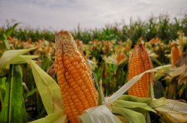 Menteri Pertanian Batal Panen Jagung Kuning di Jeneponto