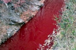 Bantai 380.000 Babi, Sungai Korea Selatan Seketika Berubah Jadi Merah