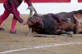Video Mengerikan, Matador Tusuk Kepala Banteng Tak Berdaya Tanpa Ampun
