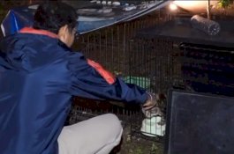 Sandiaga Uno Berduka, Kucing Kesayangannya Jadi Korban Tabrak Lari