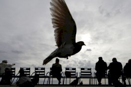 Burung Merpati Sering Kehilangan Kaki, Ternyata Penyebabnya Rambut Manusia
