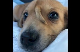 Anak Anjing Paling Keren yang Pernah Ada: Ekor Tumbuh di Kepalanya