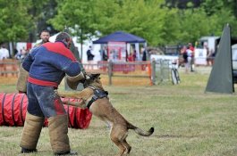 2 Anjing Militer Membunuh Tentara yang Merawatnya