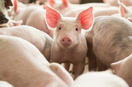 Bayi Mungil Ini Lahir Tampak Seperti Babi