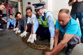 10 Tahun Diburu, Ular Piton Sepanjang 3 Meter Akhirnya Ditangkap