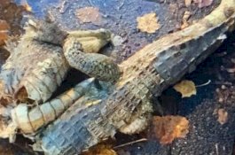 Warga Dikejutkan Bangkai Buaya Raksasa yang Terbelah Dua