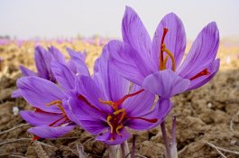 Satu dari Tujuh Manfaat Bunga Saffron Ini Paling Diminati Pasangan Suami Istri