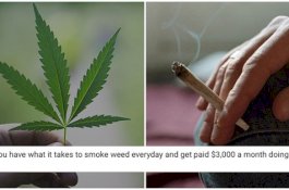 Perusahaan Ini Gaji Anda Rp500 Juta Setahun Hanya untuk Merokok Setiap Hari