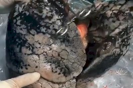 Ngeri! Paru-paru Hitam ini Milik Pria yang Merokok Selama 30 Tahun