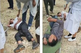 Tiga Pelayat Tewas Diserang Tawon Saat Pulang dari Pemakaman